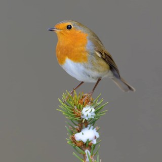 Robin (Erithacus rubecula), on a snow-covered spruce top, Swabian Alb biosphere reserve,