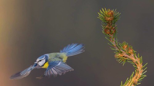 Blue tit (Cyanistes caeruleus), taking off from a spruce top, Swabian Alb biosphere reserve,