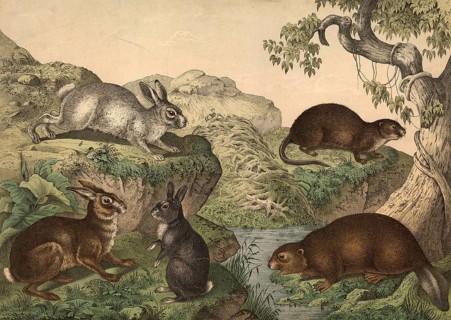 Rodents: hare, Lepus timidus, alpine hare, Lepus variabilis, rabbit, Lepus cuniculus, beaver,