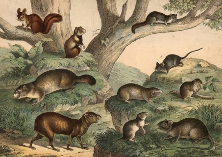 Rodents: Aguti, Dasyprocta aguti, hamster, Cricetus frumentarius, groundhog, Arctomys marmota,