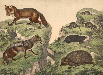 Predators (left) and insectivores: jackal, Canis aureus, fox, Vulpes vulgaris, hedgehog, Erinaceus