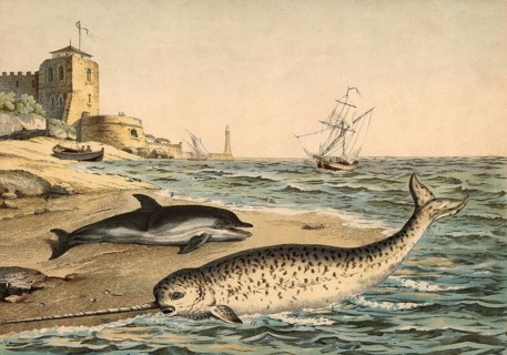 Animals: Narwhal, Monodon monoceros and dolphin, Dolphinus delphis, school painting, authentic