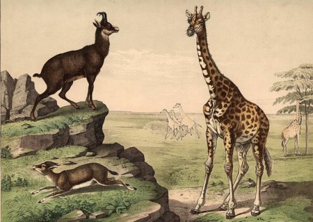 Animals, ruminants: giraffe, Camelopardis girafa, chamois, Capella rupicapra, gazelle, gazella
