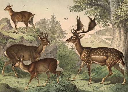 Animals: fallow deer, dama platyceros, deer, Capreolus vulgaris, cliff jumper, Oreotragus