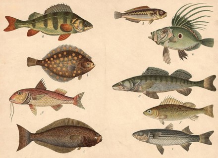 Animals, fish: sunfish or petersfish, Zeus faber, plaice, pleuronectes platessa, halibut,