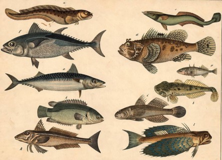 Animals, Fish: eel, Blennius viviparus, tadhead or bullhead, Cottus gobio, striped shipowner,