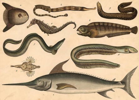 Animals, fish: sunfish, orthagoriscus mola or mola mola, sea needle, Syngnathus acus, seahorse,