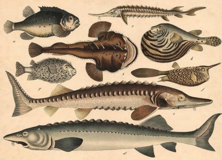 Animals, fish: clubfish or sea hare, Cyclopterus lumpus, frogfish or monkfish, Lophius piscatorius,