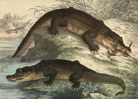 Animals, lizards: caiman, Crocodile lucius, Nile crocodile, crocodilus vulgaris, school picture,