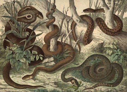 Animals, snakes: spectacled snake or Indian cobra, Naja tripudians or Naja naja, viper, Pelias