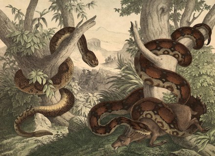 Animals, snakes: rattlesnake, Crotalus horridus, kingsnake or god snake, boa constrictor, school
