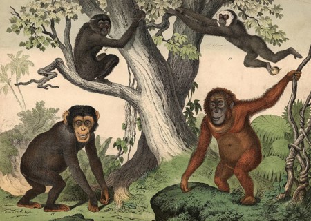 Monkeys: chimpanzee, Troglodytes niger, orangutan, Simia satyrus, Gibbon, Hylobates lar, Siamang,