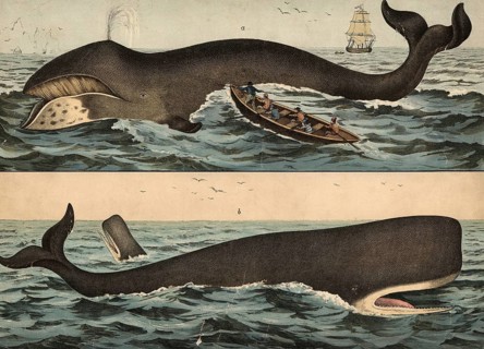 Animals: Greenland whale, Balaena mysticetus and sperm whale, Physeter macrocephalus, school