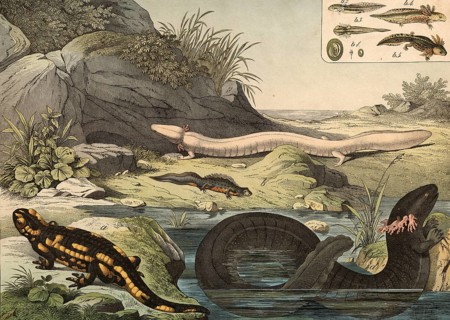 Animals, amphibians or amphibians: earthen salamander, Salamandra maculosa, water newt, Triton