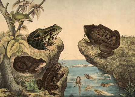 Animals, amphibians and amphibians: toad, Bufo cinereus, cross toad, Bufo calamita, pipa, pila