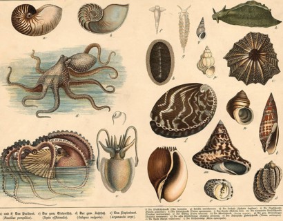 Animals: squids and snails, school picture, authentic reproduction of a school mural, around 1900,