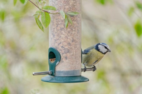 Blue tit (Cyanistes caeruleus) eating seeds from a feeder. seasonal bird feeding. Bad Salzschlirf,