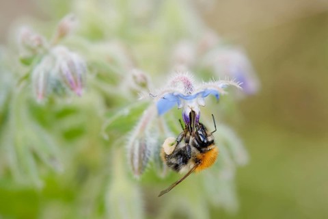 Bumblebee pollinating flowers. pollination of flowers
