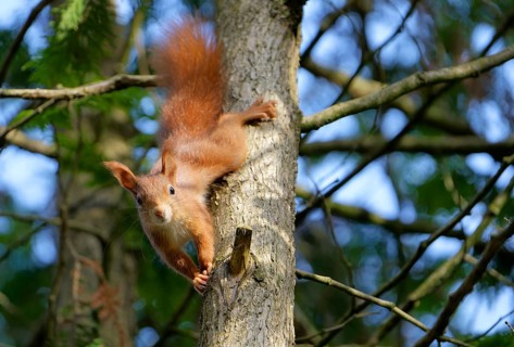 A red squirrel climbs down from the tree and watches with interest. Bad Salzschlirf, Hessen,