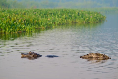 Caiman in water near swamp area with dense green vegetation, spectacled caiman (Caiman yacare,