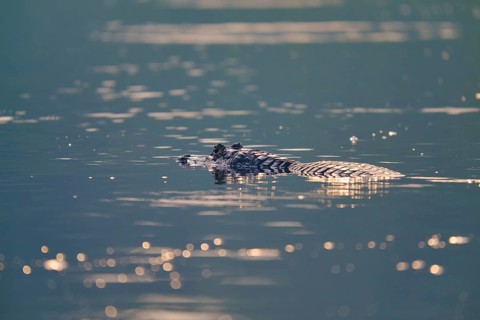 The caiman rests calmly in the still water, shimmering golden reflections everywhere, Spectacled
