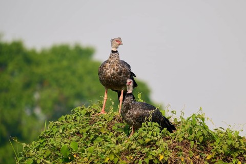 Two birds on a leaf-covered hill against a blue sky, Collared Weaver (Chauna torquata), Pantanal,