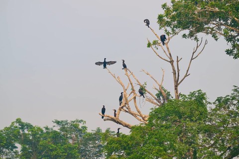 Several birds sitting and standing on the bare branches of a large tree, Olive Cormorant,