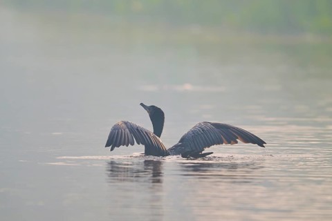 A bird with outstretched wings swimming on a misty body of water in a calm environment, Olive