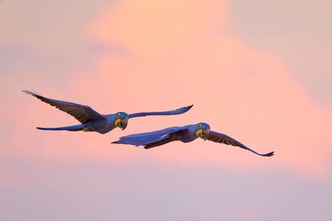 Blue sky at sunset, two macaws in elegant flight with pink clouds in the background, Hyacinth Macaw