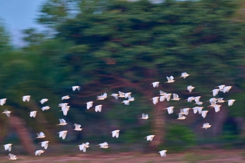 White birds flying in front of a dense green forest, blur creates movement, Cattle Egret (Bubulcus