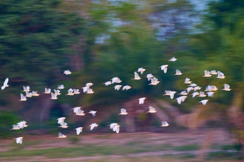 A multitude of birds in flight against a morning tree sky, Cattle Egret (Bubulcus ibis), Pantanal,