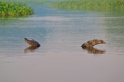 A caiman moves slowly in the water, surrounded by green vegetation, spectacled caiman (Caiman