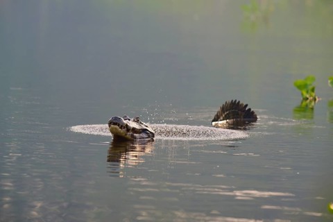 A caiman calling in the water while swimming in a calm water, spectacled caiman (Caiman yacare,