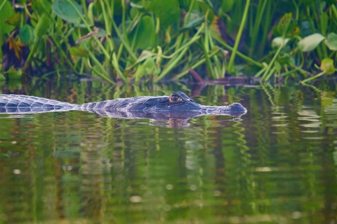 A caiman creeps past water plants, the surroundings green and calming, Spectacled caiman (Caiman