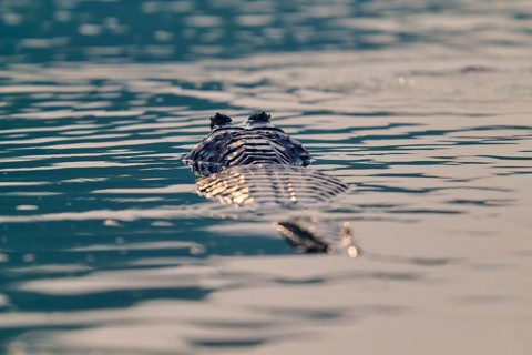 A caiman floats calmly with fine waves in the water, the atmosphere is calm, Spectacled caiman