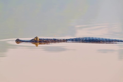 The caiman moves gracefully through calm water, its appearance almost unreal, Spectacled caiman