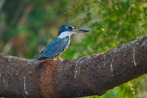 A kingfisher sits attentively on a large branch surrounded by green foliage, Red-breasted