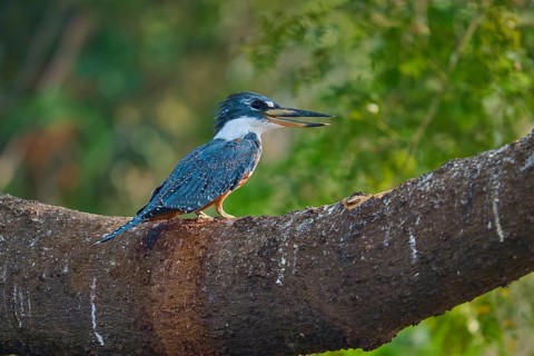 A kingfisher sits on a thick branch and observes the surroundings in the background of green trees,