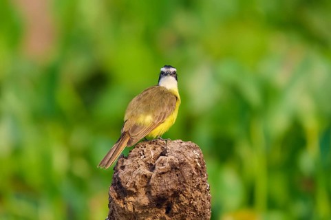A bird sitting on a tree stump in front of a blurred green background, Sulphur Yellow Tyrant