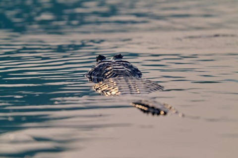 The back of a caiman glides through still water, a peaceful encounter with nature, Spectacled