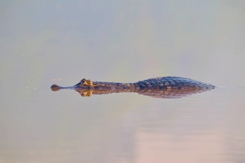 A caiman with a clear reflection in still water, watching its eyes, spectacled caiman (Caiman