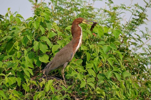 A bird stands on a branch with leaves, surrounded by natural scenery, holding prey in its beak,