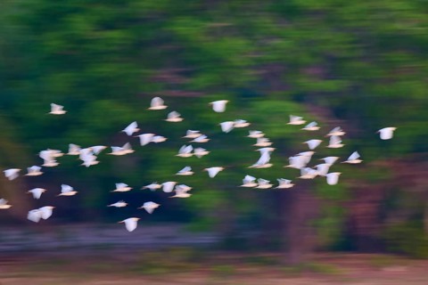 White birds flying blurred in front of a green forest background, Cattle Egret (Bubulcus ibis),