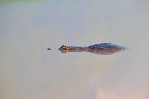 A caiman swims calmly on the water surface, its eyes just above the water, spectacled caiman