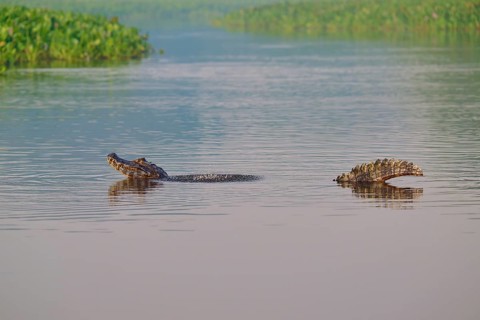 A caiman mating in a calm river, surrounded by lush vegetation, Spectacled caiman (Caiman yacare,