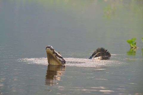 A caiman mating in the water, surrounded by a natural swamp idyll, spectacled caiman (Caiman