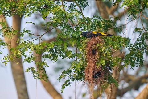 A black and yellow bird sits attentively on a nest in a tall tree, yellow-rumped cacique (Cacicus