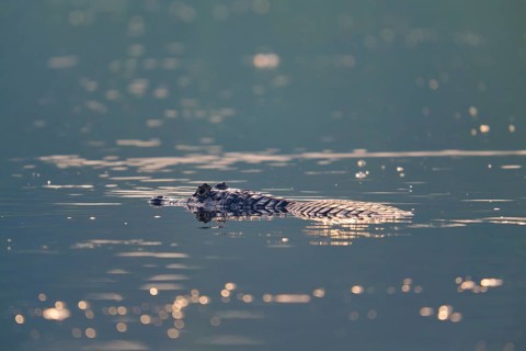 A caiman floats quietly on the surface of the water, surrounded by delicate light reflections,