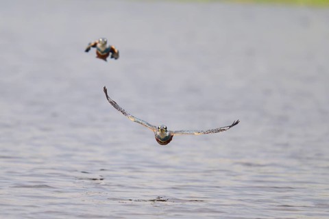 Two kingfishers flying just above calm water in the sky, Red-breasted Kingfisher (Ceryle torquata),