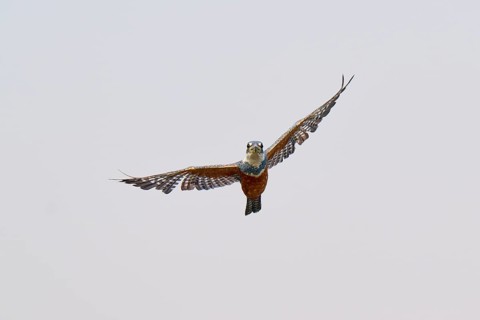 A kingfisher flies with outstretched wings in the clear sky, Red-breasted Kingfisher (Ceryle